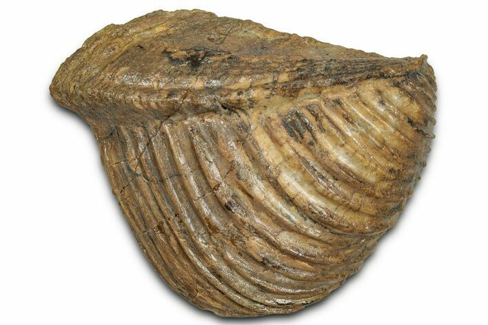 Jurassic Fossil Bivalve (Trigonia) - Germany #357386